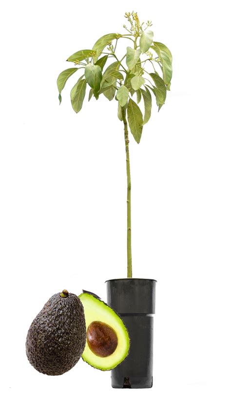 Avocadoplant Enten Om Te Laten Bloeien Avocadoplant Nl