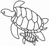 Turtles Tortue Coloriage Cartoon Dessiner Template Primanyc sketch template