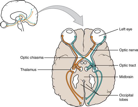 cranial nerves boundless anatomy  physiology