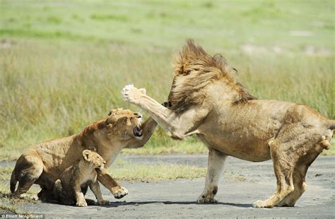 lioness saves cub  aggressive father sciencetechnology nigeria