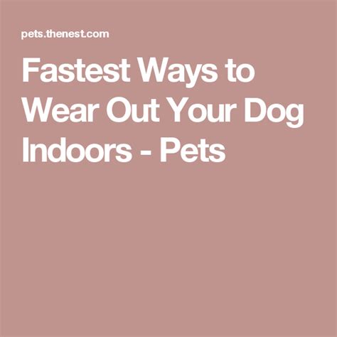 fastest ways  wear   dog indoors dogs  dog dog facts