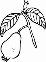 Coloring Pages Guava Fruits Recommended Color Guavas sketch template