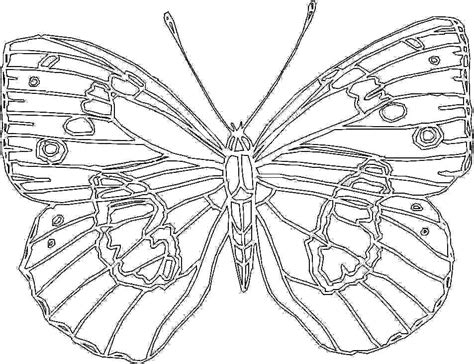 big butterfly coloring page  kids printable