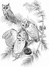 Coloring Pages Screech Owls Owl Perched Printable Supercoloring Drawing Crafts Choose Board Categories sketch template