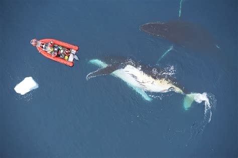 blue whales   biggest animals
