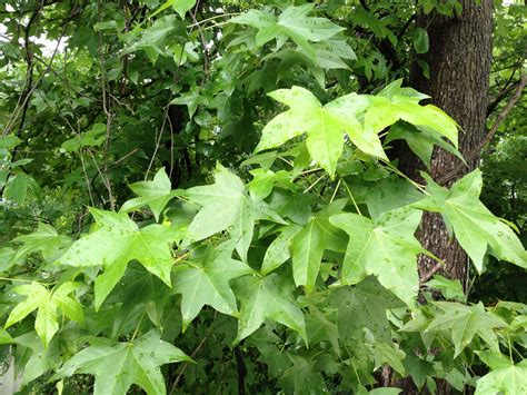 sweet gums distinctive leaves  easy  spot sweet gum herbs tree
