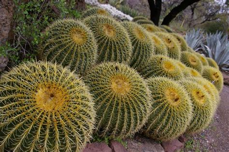 images  desert plants  pinterest pheonix arizona