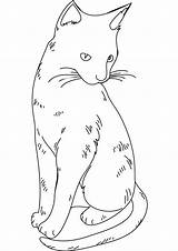 Coloring Pages Cat Cats Print Blank Adult Fluffy Warrior Benscoloringpages Color Realistic Printable Handout Below Please Click Animal Disney Pic sketch template