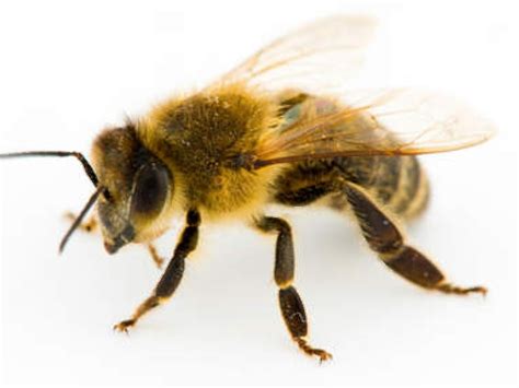 bijen houden als hobby weer toegenomen rene van maarsseveen