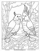 Coloring Pages Tropical Realistic Animal Bird Birds Printable Animals Prey Desert Color Print Getcolorings Colouring Cool Getdrawings Colorings sketch template