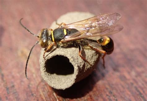 meet  asian mud dauber colorados newest  native hunter wasp