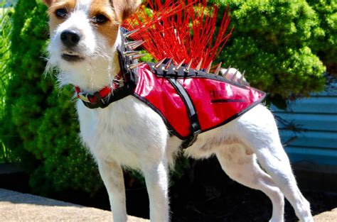 design family creates pet body armour  protect small dogs