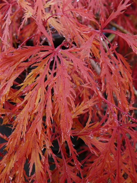 Japanese Maples Cultivate Garden And T