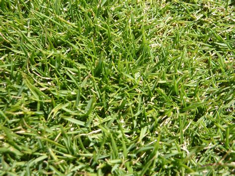 complete guide  zoysia grass seed prince gardening