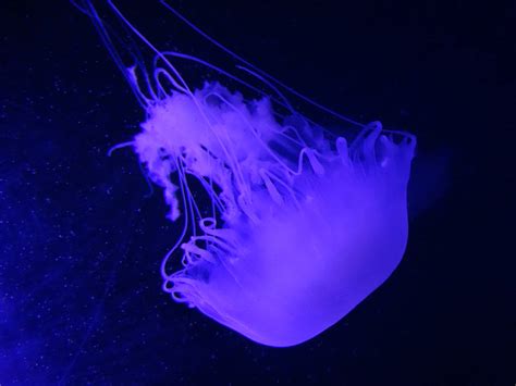 oct  jellyfish gallery pacific sea nettle zoochat