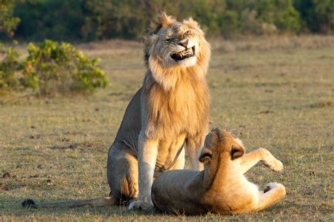 Grinning Lion Looks Extremely Pleased With Himself As He