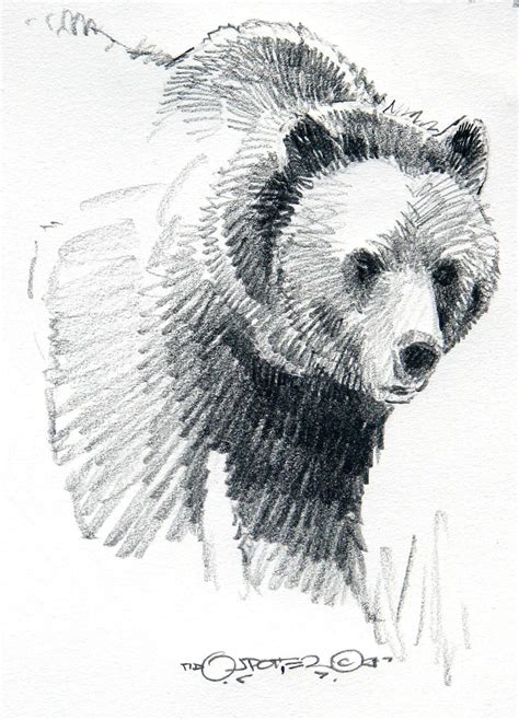 drawings  grizzly bears bear art bear sketch grizzly bear drawing