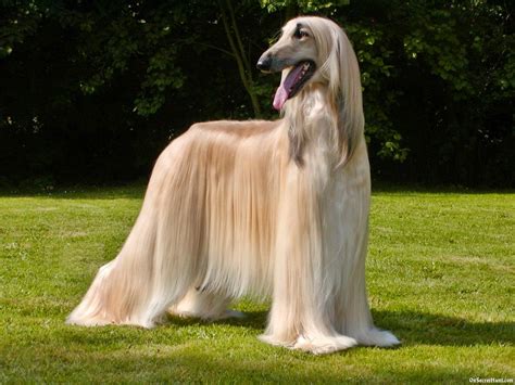 afghan hound fun animals wiki  pictures stories