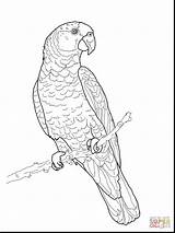 Coloring Parrot Pages Amazon Macaw Bird Drawing Scarlet Color Imperial Outline Printable Parrots Print Supercoloring Adult Para Colorear Green Colouring sketch template