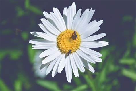 bees perching  white daisy flower  stock photo