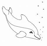 Delfin Ausmalen Delfine Ausmalbild Malvorlage Wale Delphin Delphine Meerjungfrau Kostenlose Schule Erwachsene Galerie Leichte Inspirierend Kinderbilder Quellbild Dolphins sketch template