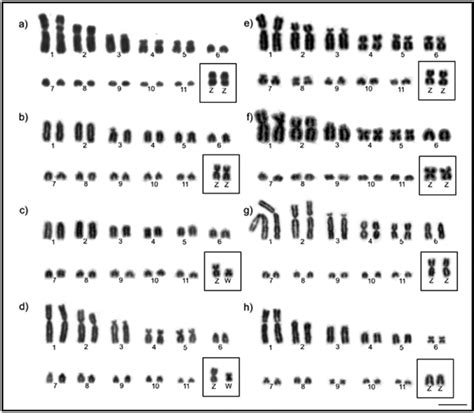 Partial Karyotype Showing The Largest Autosomal Pairs And Zw Sex