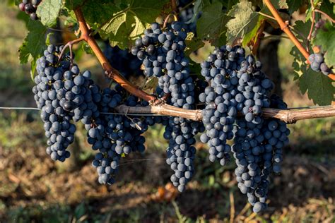 beginners guide  growing   wine grapes modern farmer