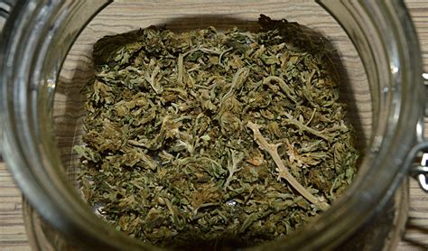 autoflowering plant yield autoflowering cannabis blog