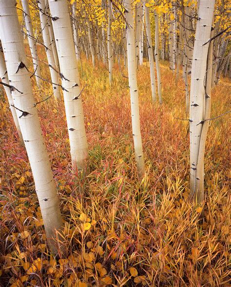 Aspens At Telluride Photograph By Ray Mathis Fine Art America