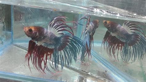 king crowntail male youtube