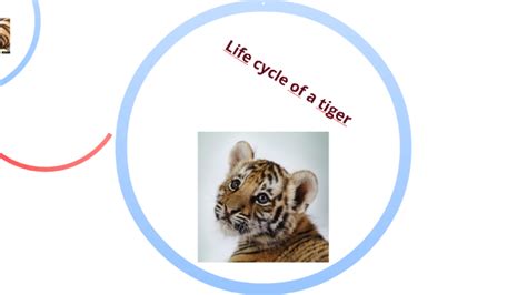 life cycle   tiger  liam story dolheguy