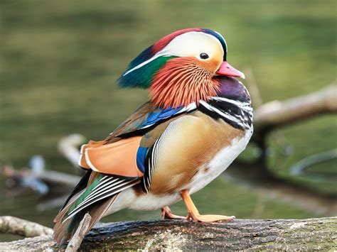 mandarin duck bird facts aix galericulata bird fact