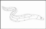 Coloring Eel Fish Tracing Pages Mathworksheets4kids sketch template
