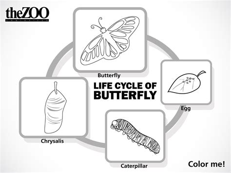 butterfly life cycle louisville zoo