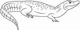 Caiman Coloring Pages Broad Snouted Alligator Designlooter 309px 43kb Color Coloringpages101 sketch template
