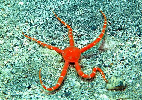 island time divers ruby brittle star