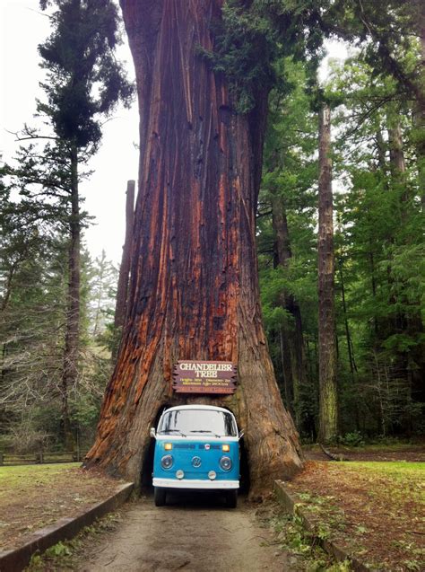 drive   redwood