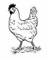 Coloring Chicken Sheet Pages Printable Popular sketch template