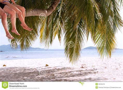 legs of couple sitting on palm tree on a paradise island royalty free stock image image 32445416