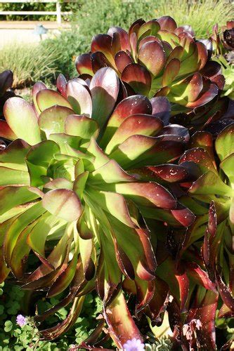 Aeonium Cyclops Plant Lust
