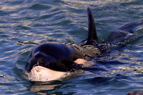 baby orca dies   zealand  fruitless search  mother