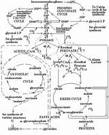 Glycolytic Metabolism Simplified Glycolysis Cycle Omcm Gluconeogenesis Krebs Pyruvate sketch template