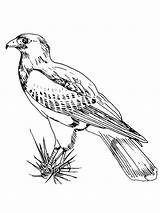 Falcon Hawks Pug Tailed sketch template