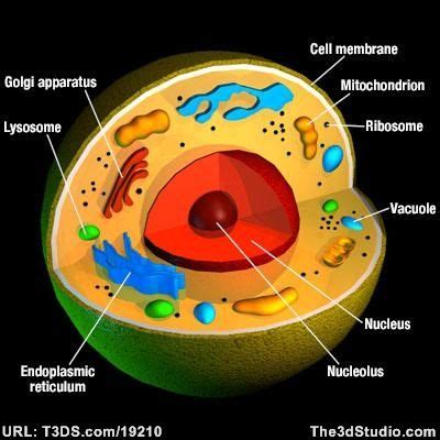 Styrofoam Animal Cell Chilangomadrid Com
