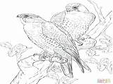 Falcon Coloring Peregrine Getcolorings Perched Bird sketch template