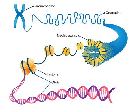 Cromatina – Genética Y Biología – Definiciones Y Conceptos