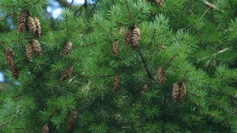 douglas fir pseudotsuga menziesii woodland trust