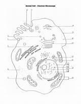 Microscope Labelled Cells Labeled Electron Getdrawings Organelles Also sketch template