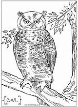 Colouring Coloring Owl Prey Bird Pages Wildlife Birds Printable Kids British Animals Owls Print Drawings 85kb sketch template