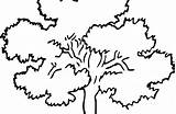 Oak Tree Coloring Clipart Designlooter Presentations Websites Reports Powerpoint Projects Use These 96kb 420px sketch template